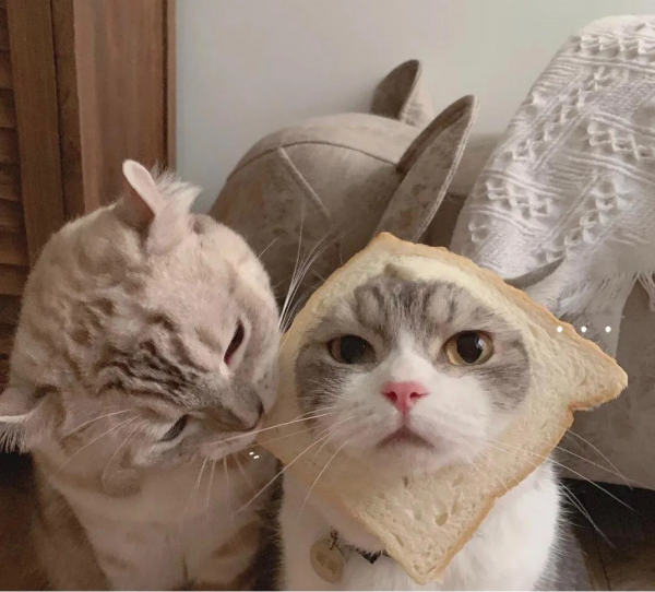 萌寵系列頭像「貓咪情頭」