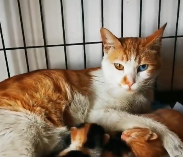 撿到一隻鴛鴦眼橘貓，貓很美，可一天後發現，我被它騙了