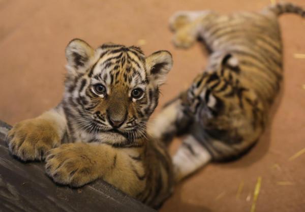 俄羅斯動物園裡的孟加拉虎