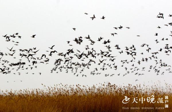 成千上萬只大雁齊聚宿鴨湖蘆葦蕩 場面壯觀