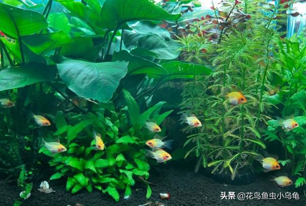 金波子怎麼養?超級可愛的小魚你值得擁有 金波子怎麼養?超級可愛的小魚你值得擁有