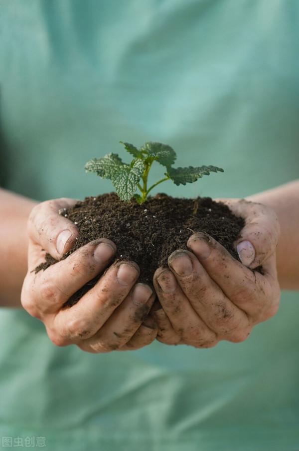 養花換下來的舊土別扔，加4種東西，比新土還好用