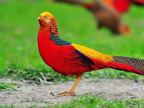 分享圖片：比鳳凰還美麗的鳥三十多款