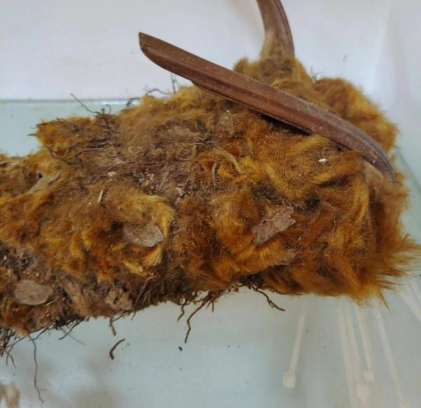 中藥知多少？&mdash;&mdash;狗脊