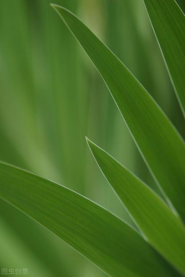 12種實用性強的農藥混用配方！可減少用藥量20&percnt;，預防效果可達99&percnt;