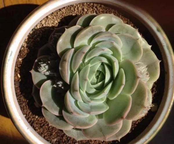 4年時間，靠一腔熱誠打造多肉花園