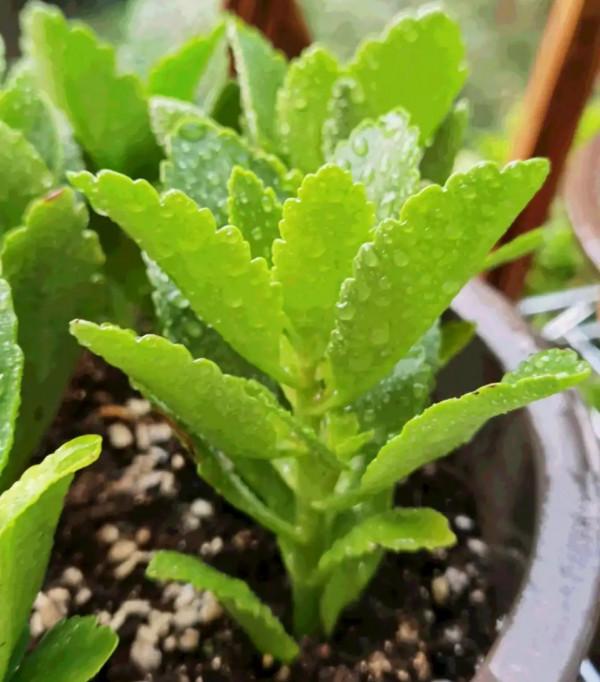 容易因多澆水而死的“18種花”，養不活都是由於手太勤