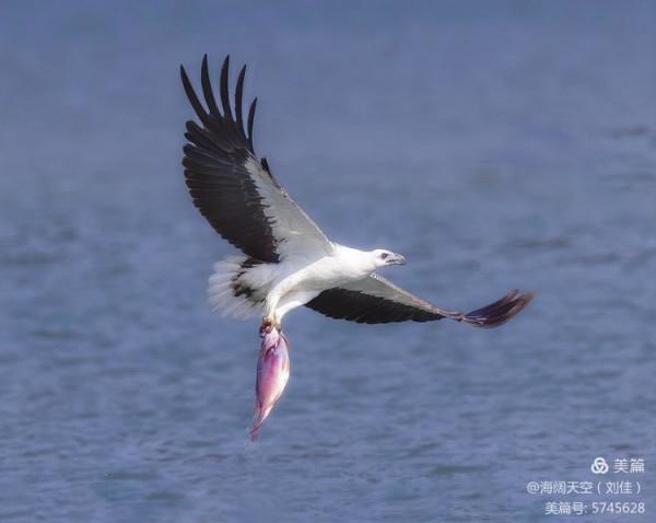 鳥類空中的戰鬥機&mdash;&mdash;白腹海雕