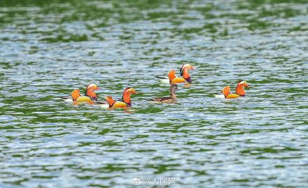 可可愛愛！福建三明迎鴛鴦越冬