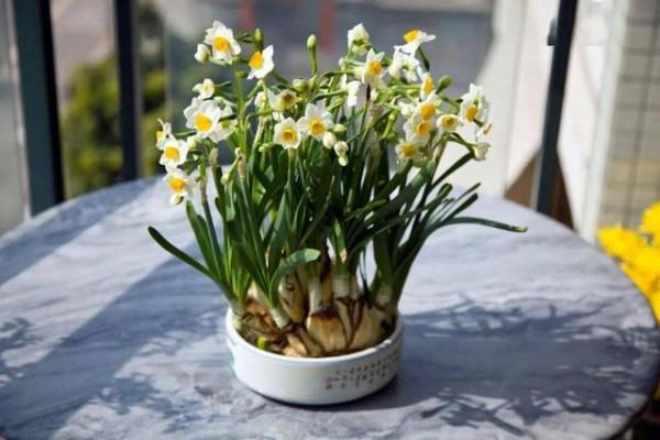 這9種花卉適應性強，各種抗性較高，適合在室內的環境中栽培