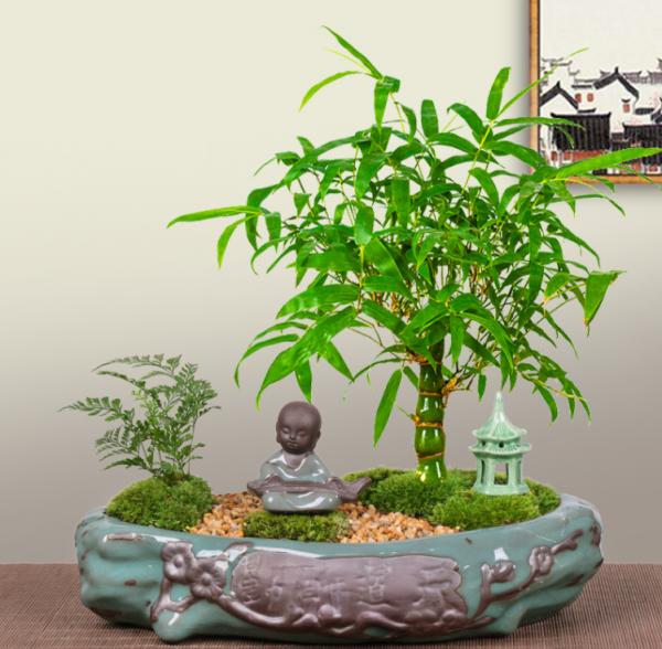 有1種畸形“醜竹子”，搖身一變成高階盆景，要比羅漢松還受歡迎