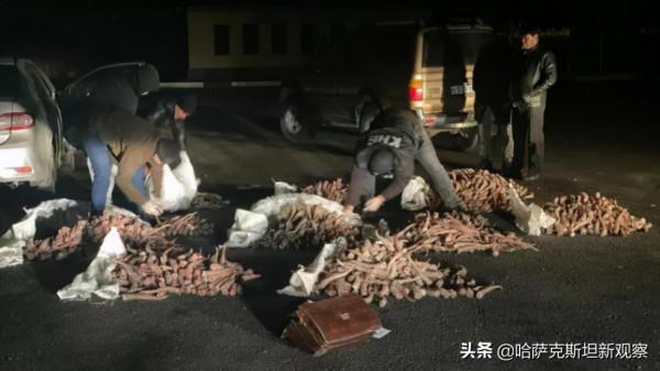 涉案金額達50億堅戈！哈薩克查獲大量賽加羚羊角