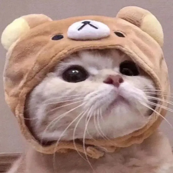 萌寵系列頭像「貓咪情頭」