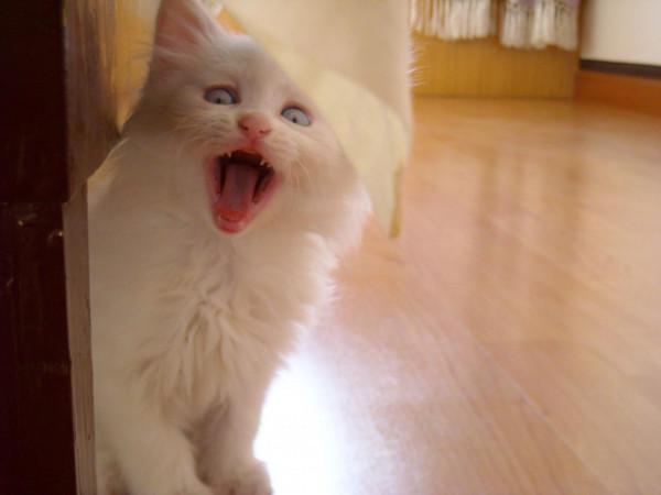 網紅貓被套臭屁彈致死,緊急情況時的“應激反應”,究竟是什麼? 網紅貓被套臭屁彈致死,緊急情況時的“應激反應”,究竟是什麼?