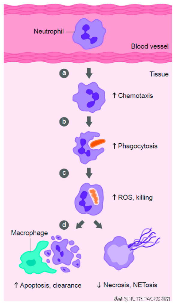 維生素C的營養價值，美白抗氧化，增強免疫力