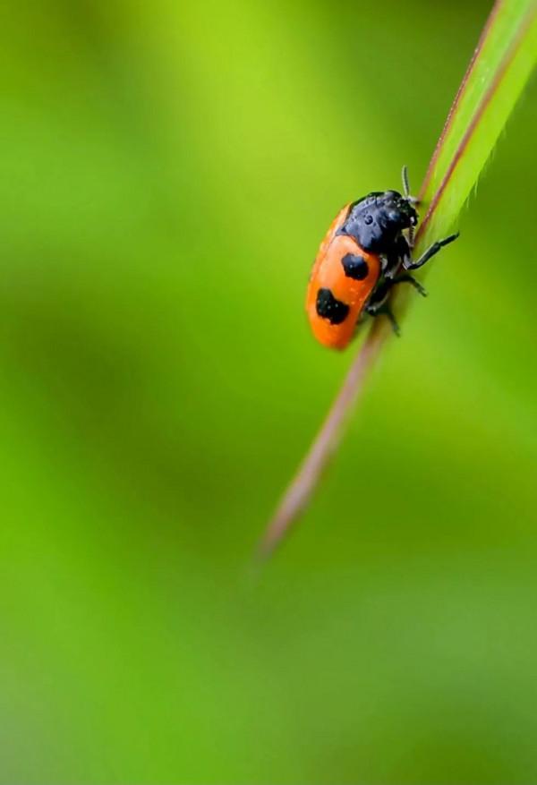 散文:夜來春雪聲,花落知多少 散文:夜來春雪聲,花落知多少