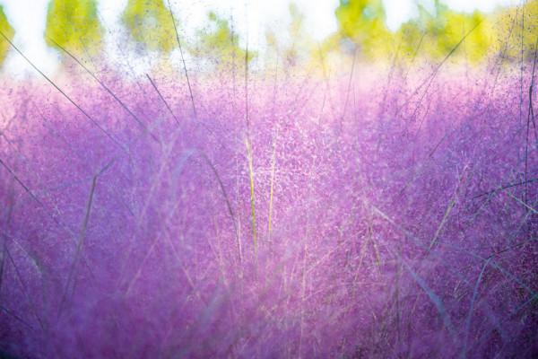 粉黛入秋色 北京豐臺又添旅遊新地標