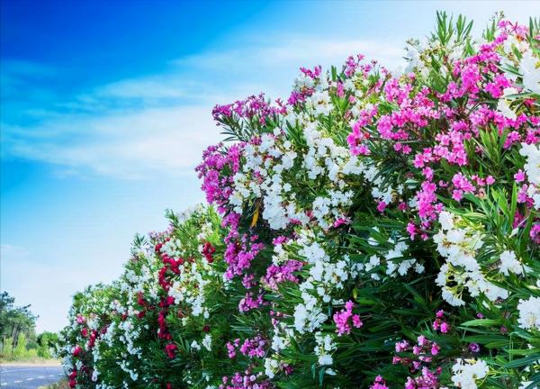 “美麗有毒”的植物,快來認識11種“毒花毒果”,不吃虧不上當 “美麗有毒”的植物,快來認識11種“毒花毒果”,不吃虧不上當