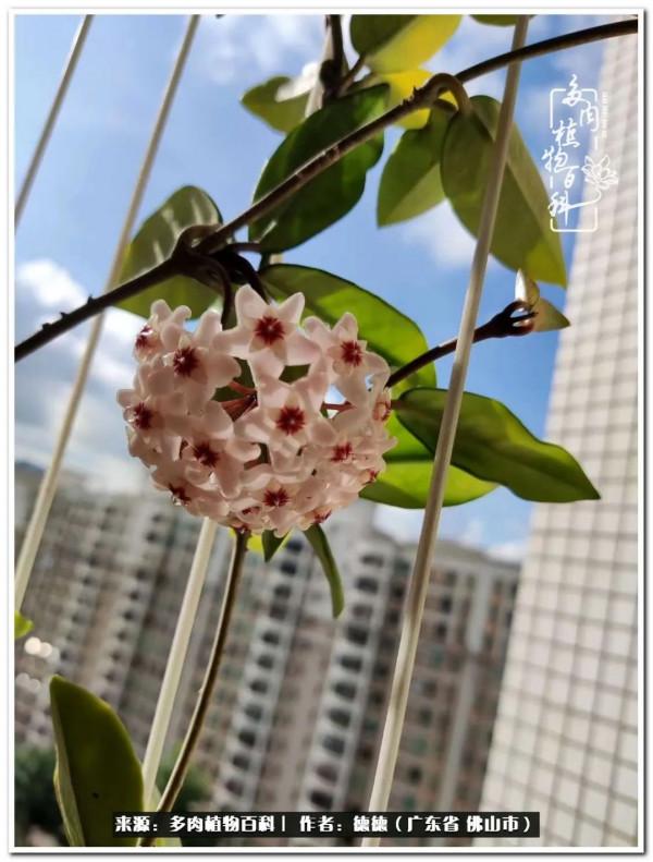 廣東的多肉陽臺:生命不息,折騰不止 廣東的多肉陽臺:生命不息,折騰不止