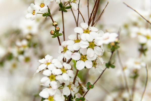 寓意超好的6種花，現在種下，過年就能有花賞