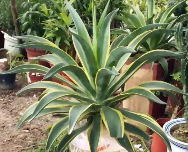 分享圖片五種長得醜但&OpenCurlyDoubleQuote;旺家宅&rdquo;的花