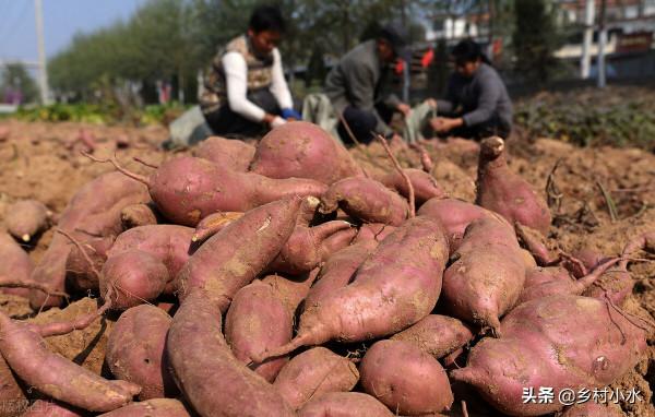 地下害蟲遠離農田!老農使出6招,紅薯個大、沒蟲眼 地下害蟲遠離農田!老農使出6招,紅薯個大、沒蟲眼