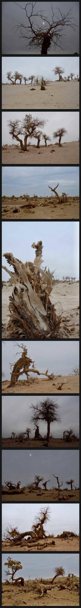 西樓影像「45」額濟納怪樹林 西樓影像「45」額濟納怪樹林