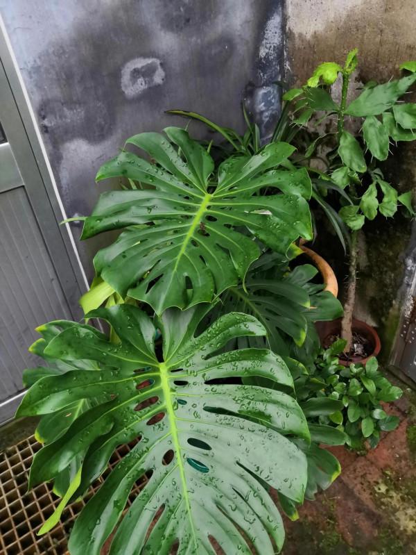 分神的秋天 分神的秋天