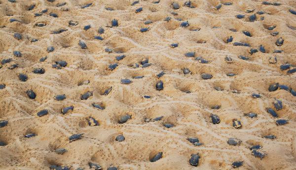 《完美星球》逆天高分實至名歸 揭示不為人知的動物行為 《完美星球》逆天高分實至名歸 揭示不為人知的動物行為