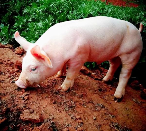 退伍老兵“騙”妻子1000萬,進深山與豬“作伴”,1年狂賺800萬 退伍老兵“騙”妻子1000萬,進深山與豬“作伴”,1年狂賺800萬