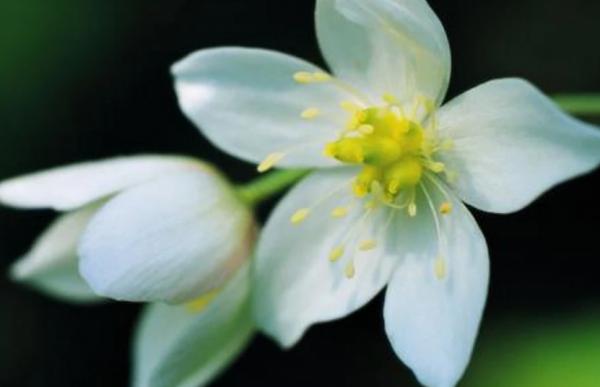 這三個生肖外表不起眼,但實際上卻非常有才華 這三個生肖外表不起眼,但實際上卻非常有才華