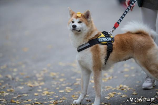 狗一般放在院子哪個位置，哪些狗適合養在院子裡