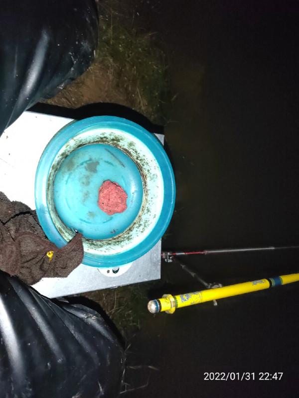 陪伴魚兒看煙花，期待新年的鐘聲