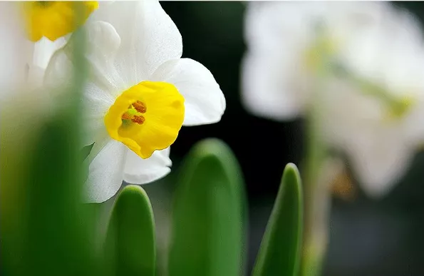 你在哪天出生，就是哪朵花，美到極致