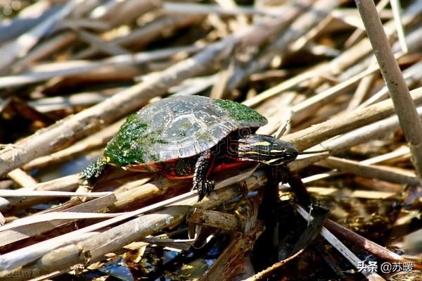 龜苗腸胃炎治療案例分享！教你針對性選擇治療環境和方法