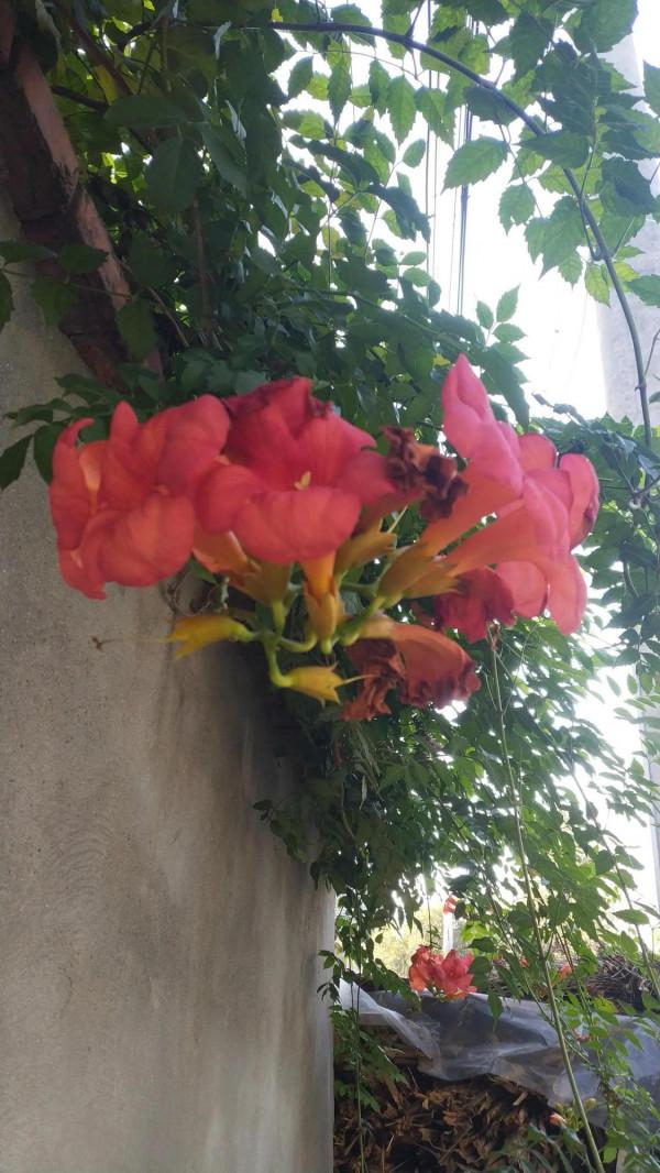 推薦:凌霄花 推薦:凌霄花