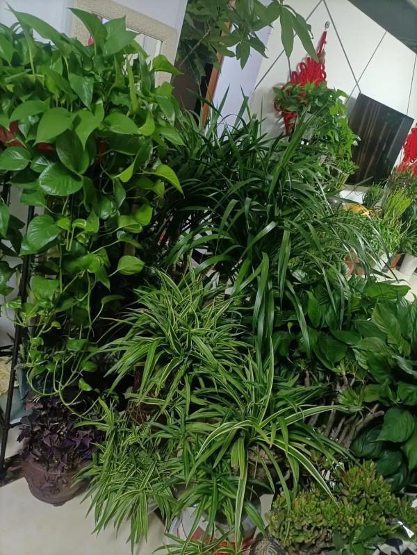 養了這多綠植,覺得打理好費時間,學會放棄才是得到幸福的途徑 養了這多綠植,覺得打理好費時間,學會放棄才是得到幸福的途徑