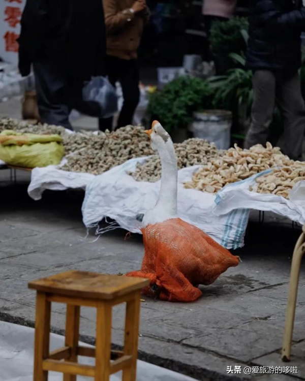 今年的旅行計劃怎麼做？不如跟著有趣的節日去旅行