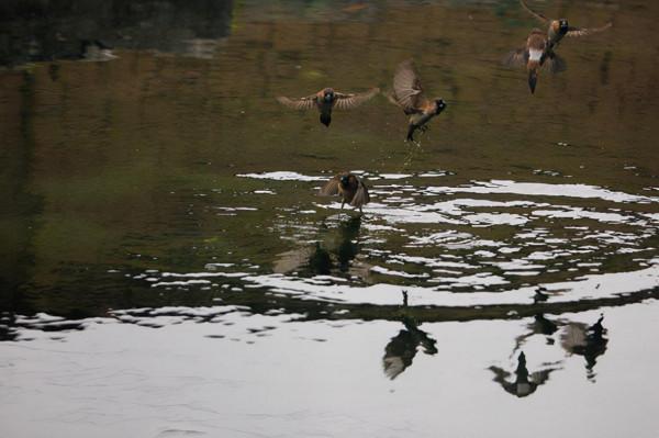 有誰知道這麻雀叼啄青苔有啥作用