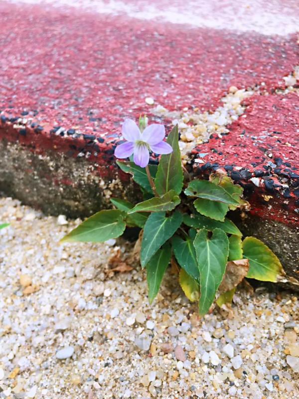 廣東鄉村的味道
