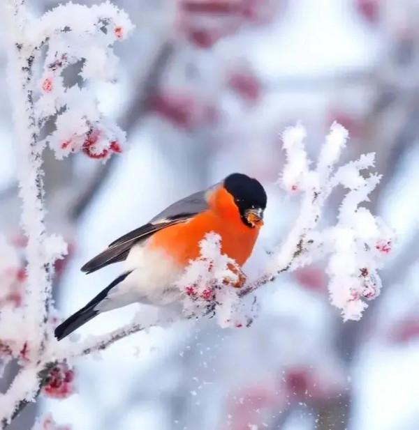 分享圖片——最美的鳥語花香集錦