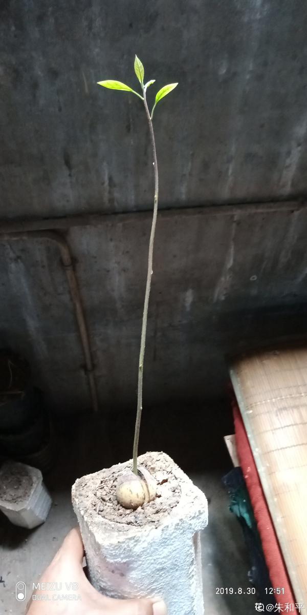 1粒種子幾塊錢，掌握6個養護方法，結出的果實可達幾百塊