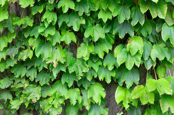 植株“中暑”如何救治？教你從4個方面出手，分分鐘“妙手回春”