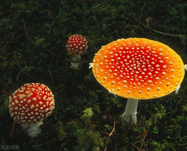 警惕!這10種常見食物容易引起中毒,一定要重視 警惕!這10種常見食物容易引起中毒,一定要重視