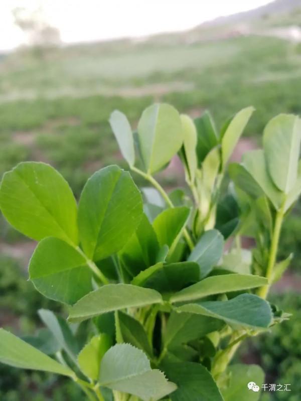 我們種過吃過的五穀雜糧 我們種過吃過的五穀雜糧