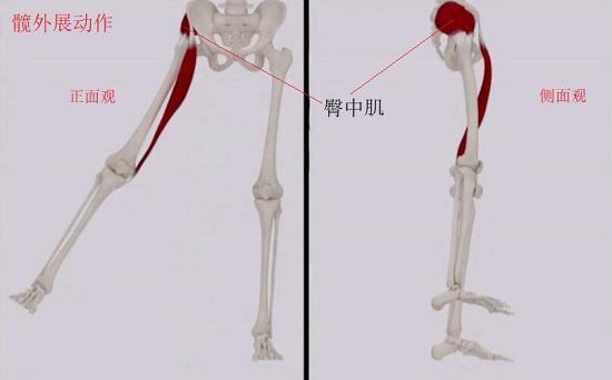 下肢各組肌肉在步行中的功能詳解