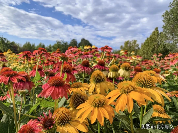 國慶假期賞菊正當時,北京國際鮮花港邀您來“打卡”~ 國慶假期賞菊正當時,北京國際鮮花港邀您來“打卡”~