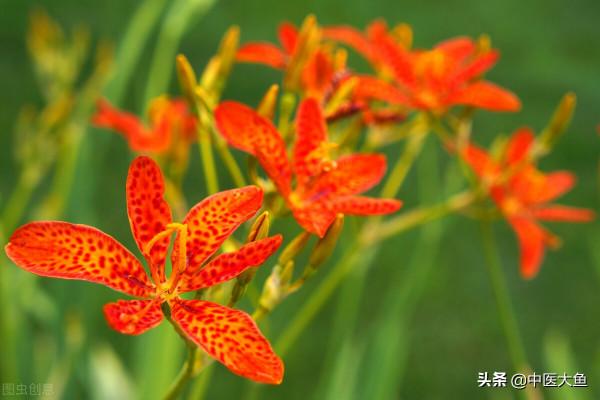 射干麻黃湯方證