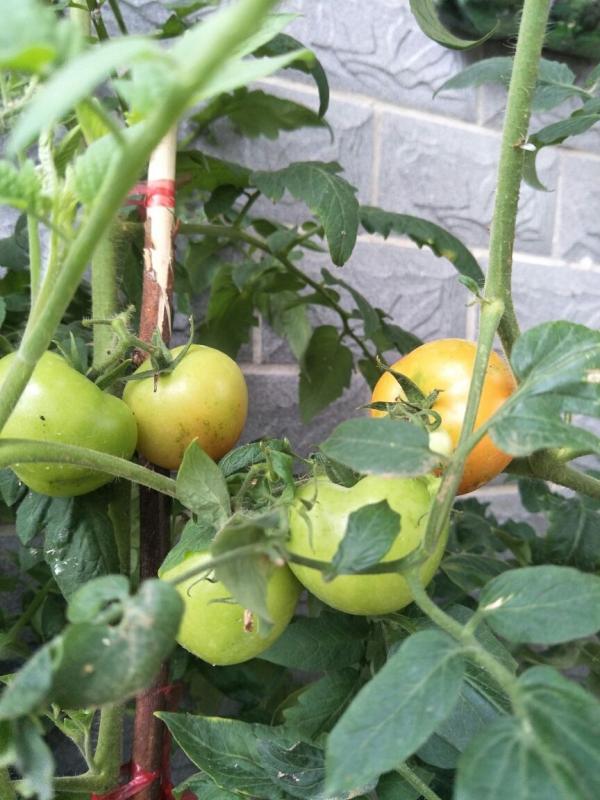 5步養護,2種清洗,帶你吃最安全放心的西紅柿 5步養護,2種清洗,帶你吃最安全放心的西紅柿