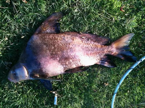 野釣漁獲受限:單品種不超十條總重5斤,僅一地實施 野釣漁獲受限:單品種不超十條總重5斤,僅一地實施